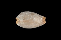 藏品(雞皮寶螺)的圖片